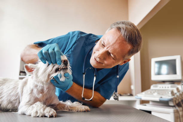 Best Mobile Emergency Dentist in Brilliant, AL